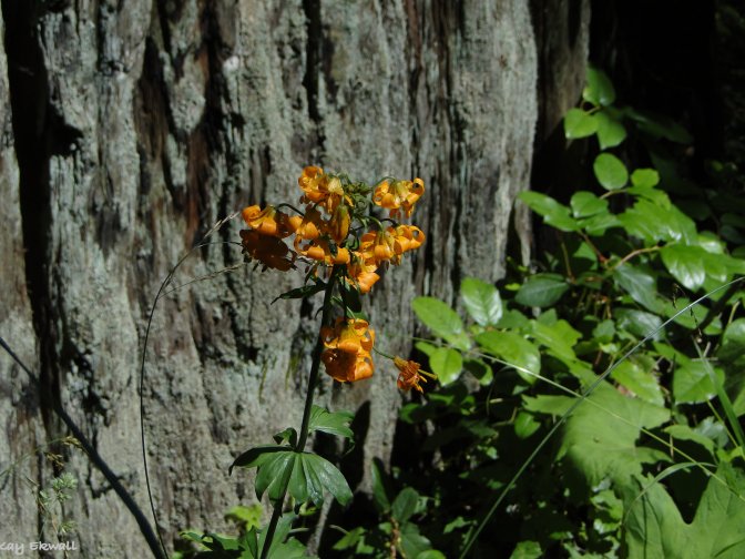 Vollmer Tiger Lily/Lilium pardalinum
